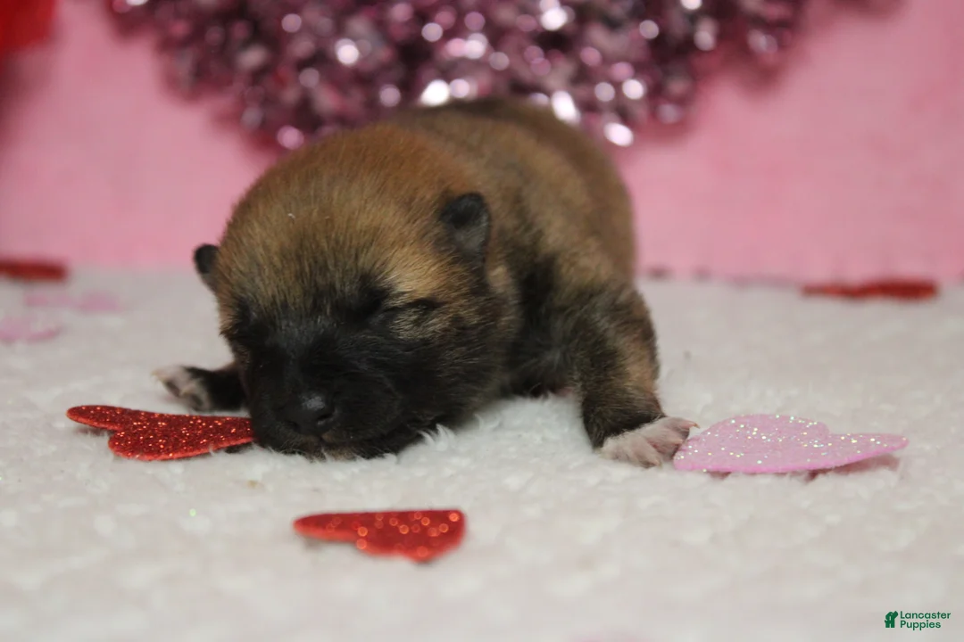 Shiba Inu dogs for sale: Blizzard  - Ad 2