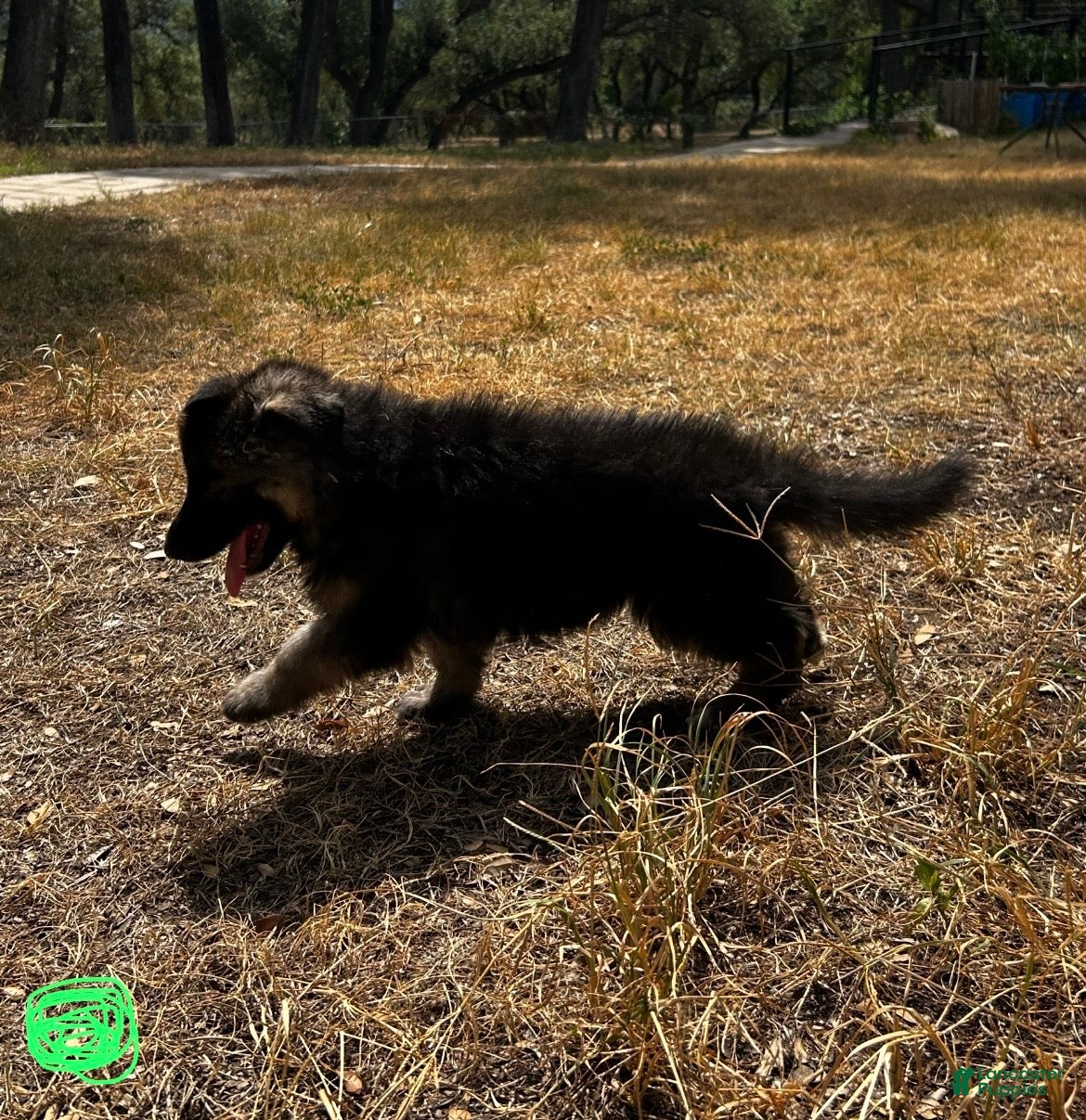 German Shepherd dogs Lime - Ad 2