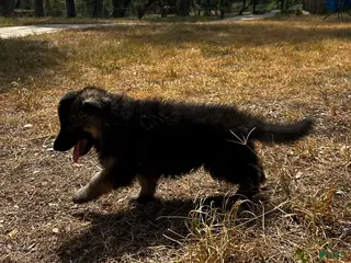 German Shepherd dogs Lime - Ad 2