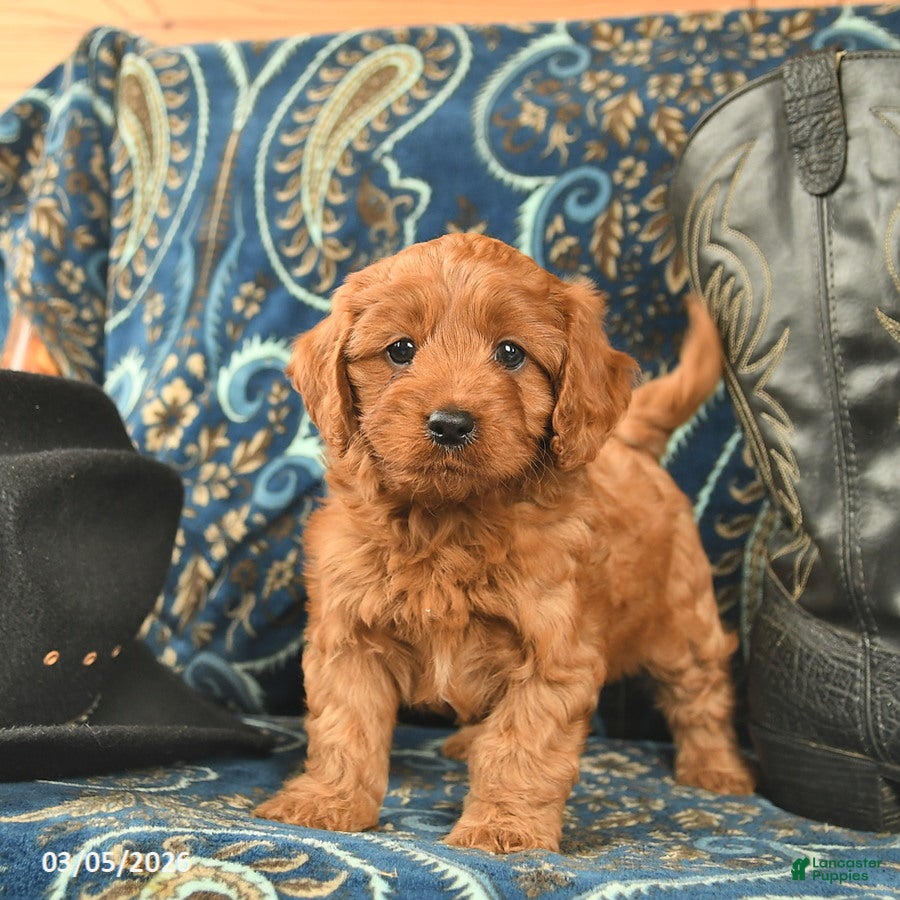 Cavapoo dogs Turtle  - Ad 1
