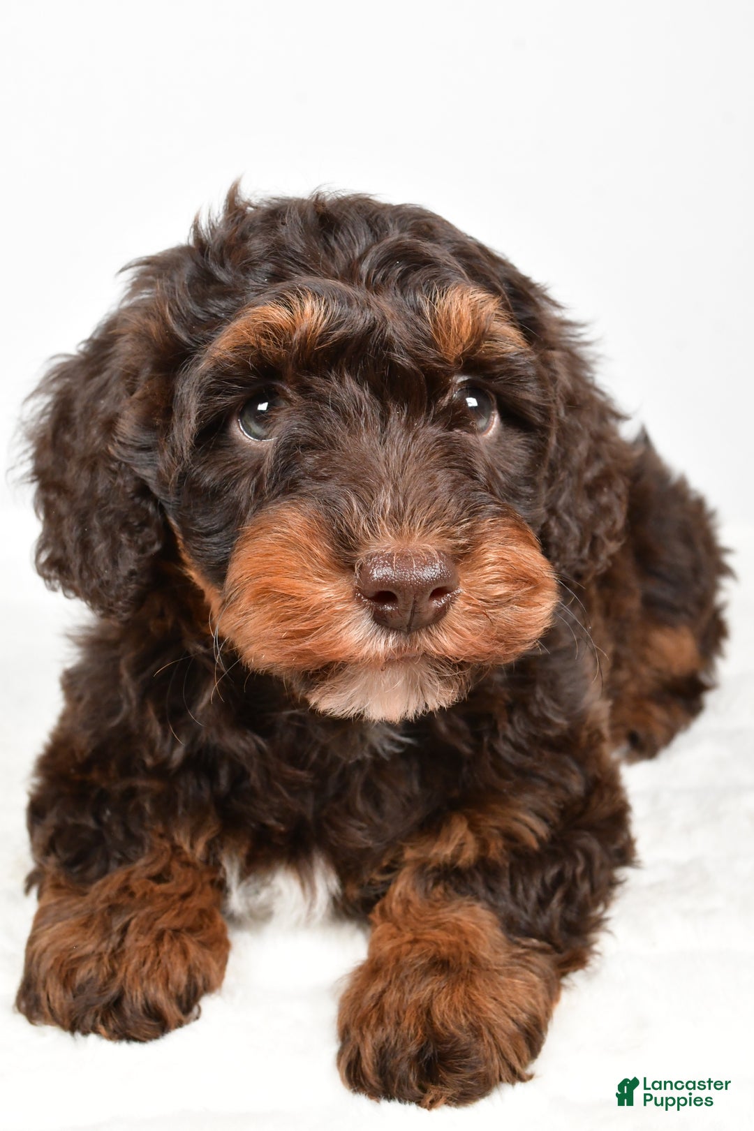 Mixed Breed dogs for sale: Star - Ad 5