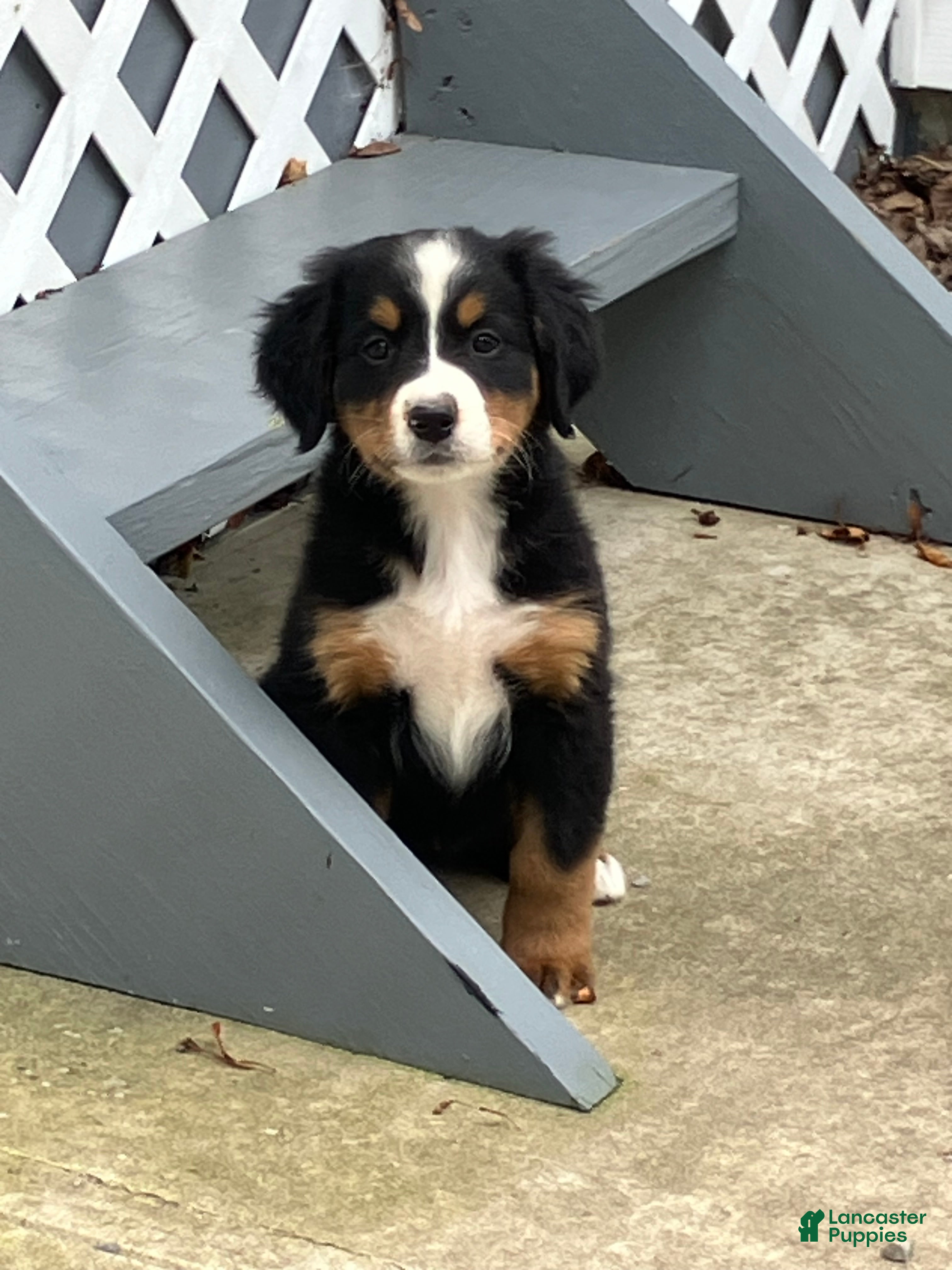 Bernese Mountain Dog