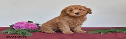 Mini Goldendoodle dogs for sale: Violet - Ad 3
