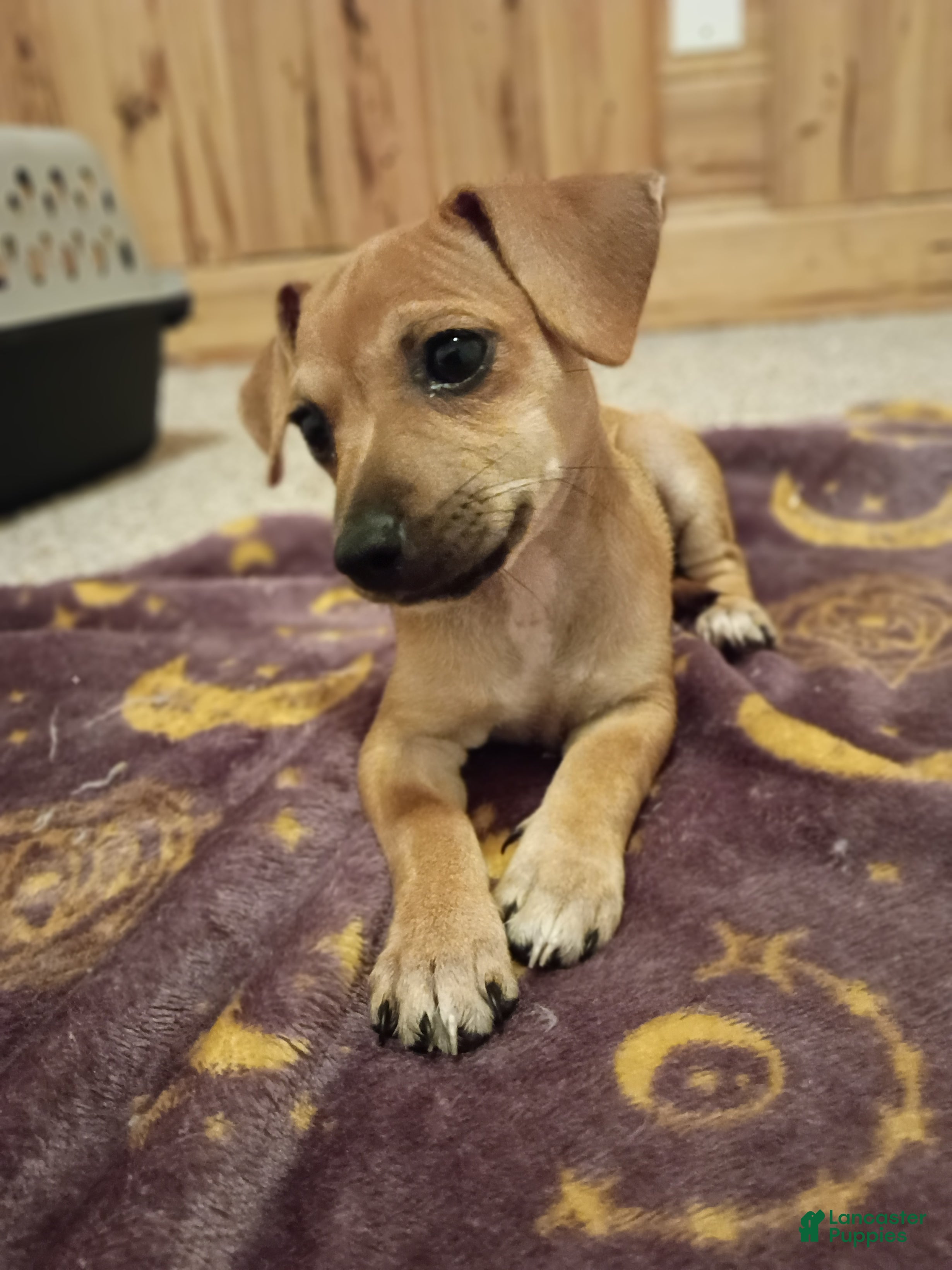 Chorkie dogs Princess - Ad 19
