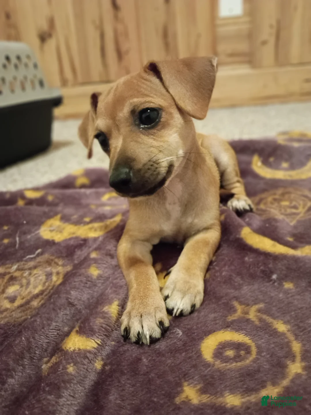 Chorkie dogs for sale: Princess - Ad 1