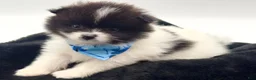 Pomeranian dogs for sale: AKC Clark - Ad 3