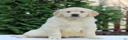 Golden Retriever dogs for sale: Rose  - Ad 3