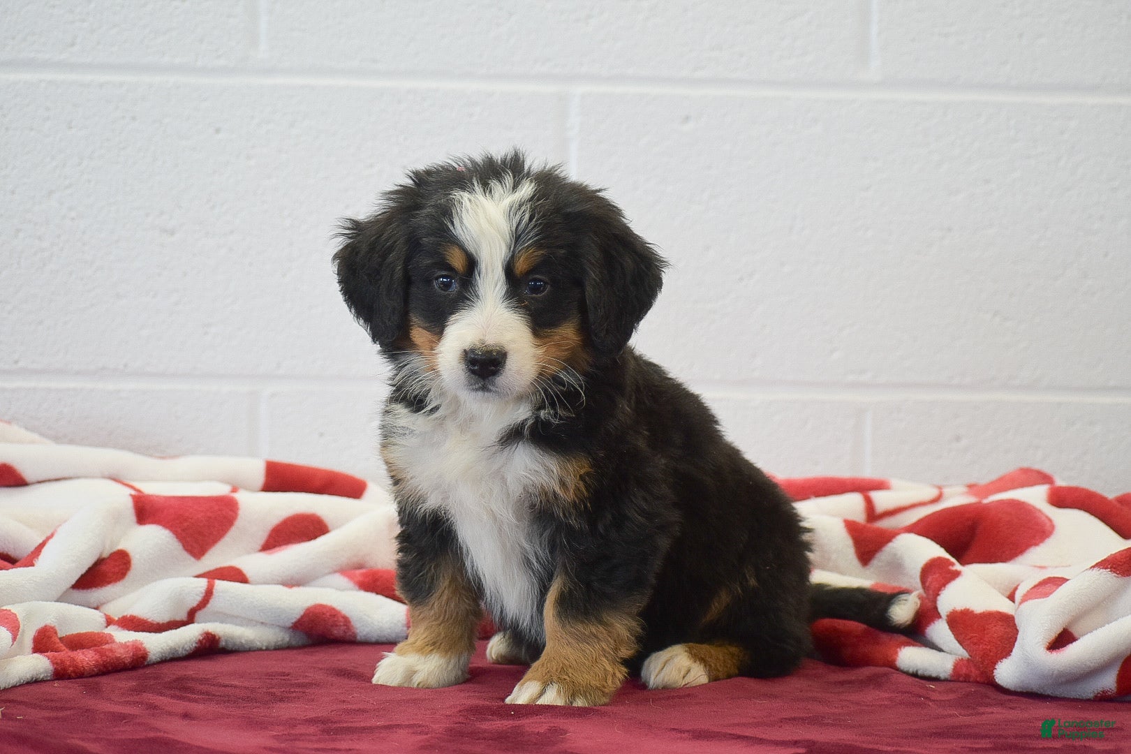 Bernese Mountain Dog dogs Forest - Ad 3