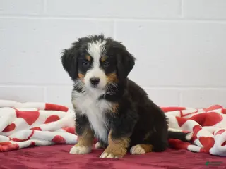 Bernese Mountain Dog dogs Forest - Ad 3