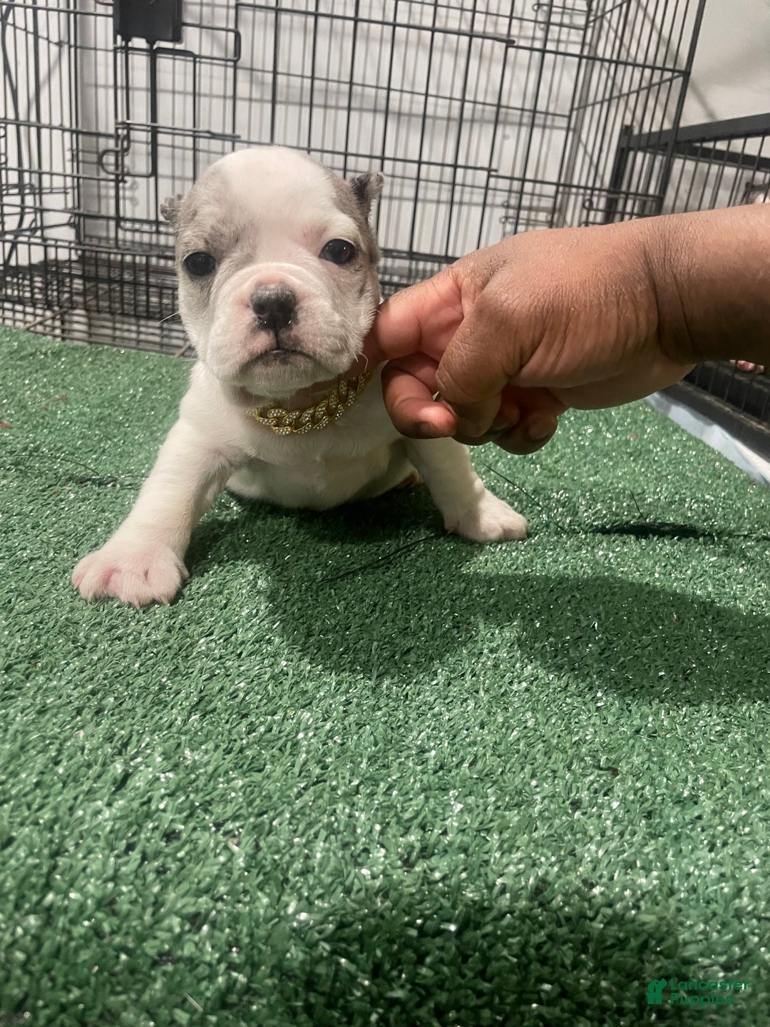 American Bully dogs for sale: Everest - Ad 3