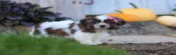 Shih Tzu dogs for sale: Daisy - Ad 3