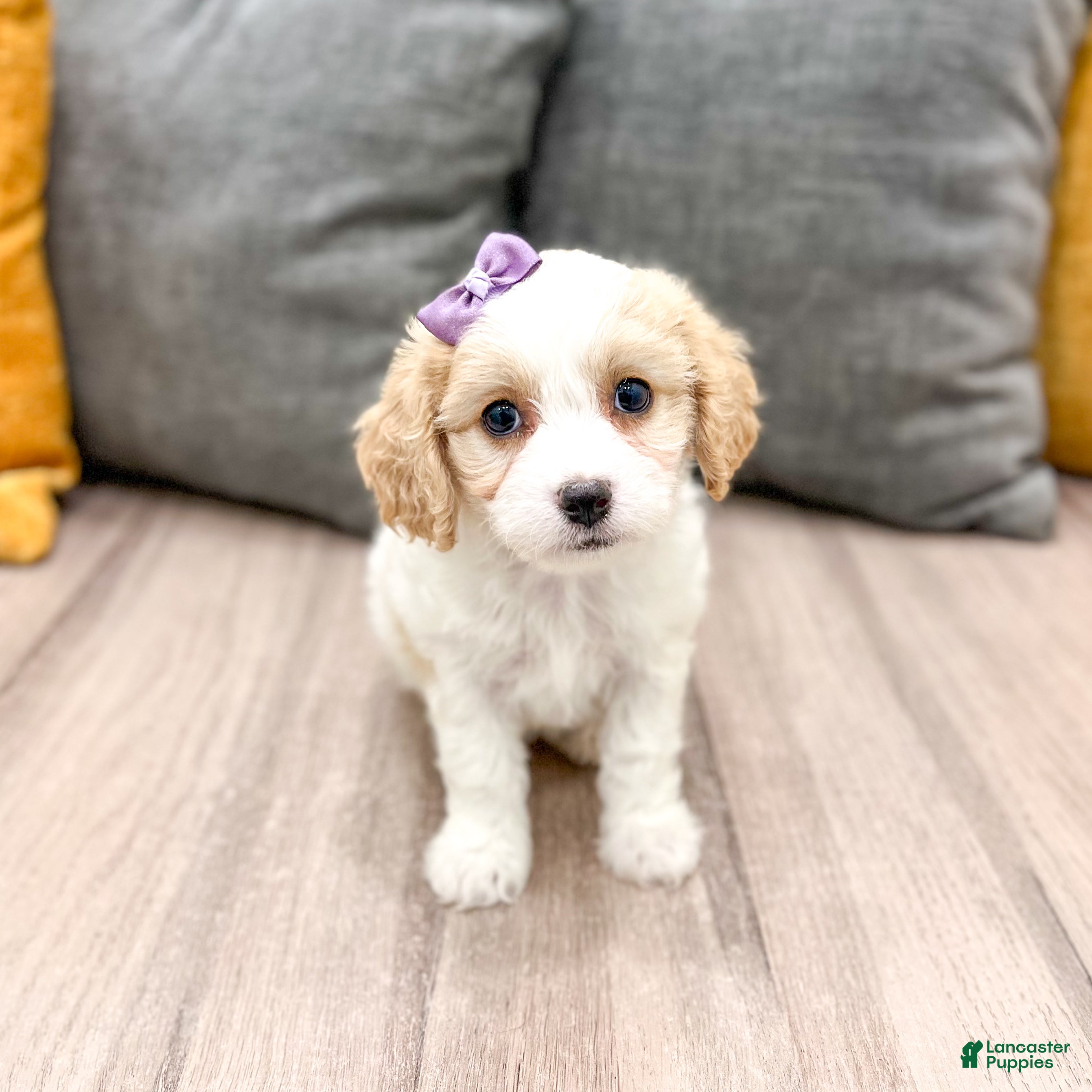 Cavachon dogs Maya - Ad 1