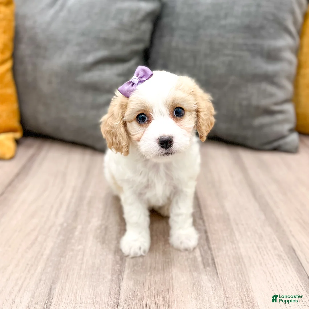 Cavachon dogs for sale: Maya - Ad 1