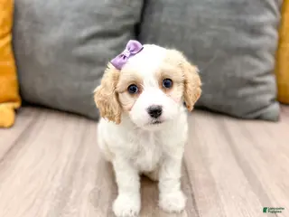 Cavachon dogs for sale: Maya - Ad 3