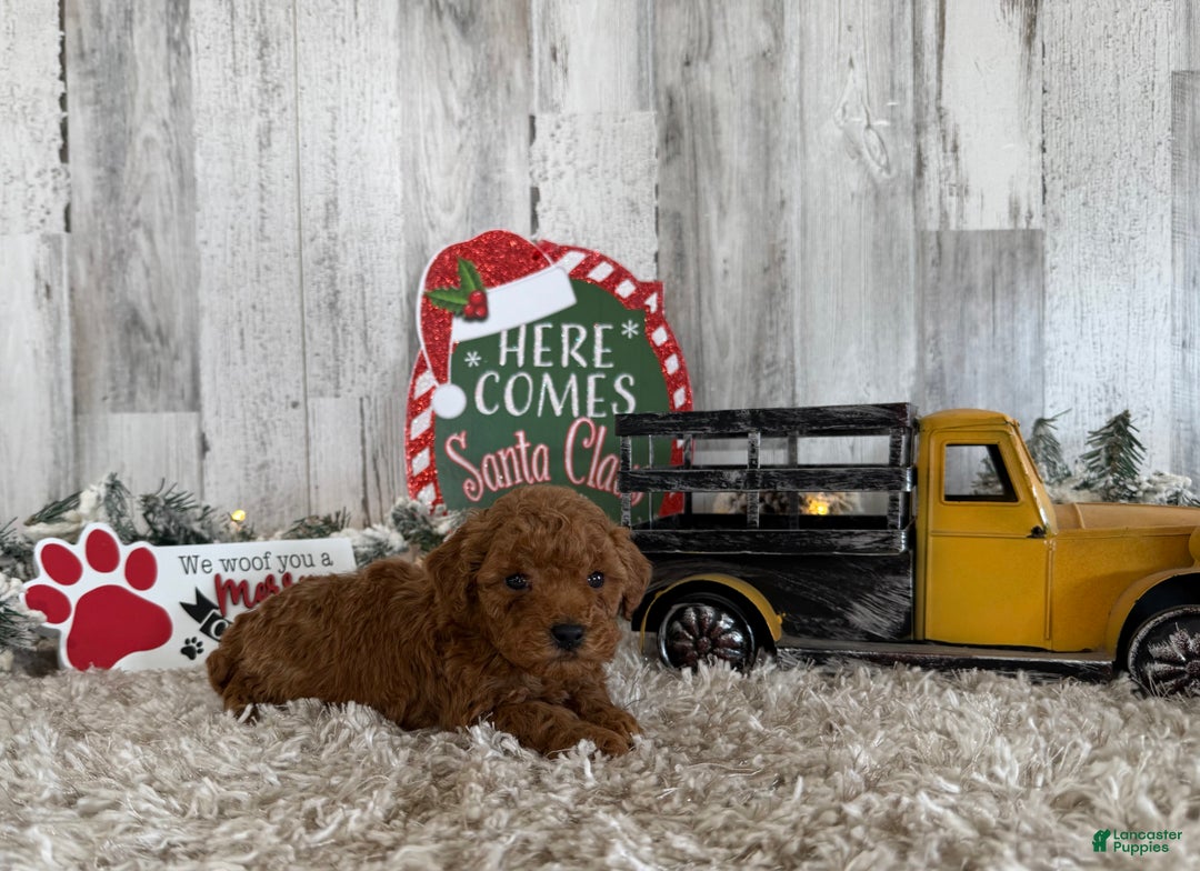 Toy Poodle dogs for sale: Tucker - Ad 2