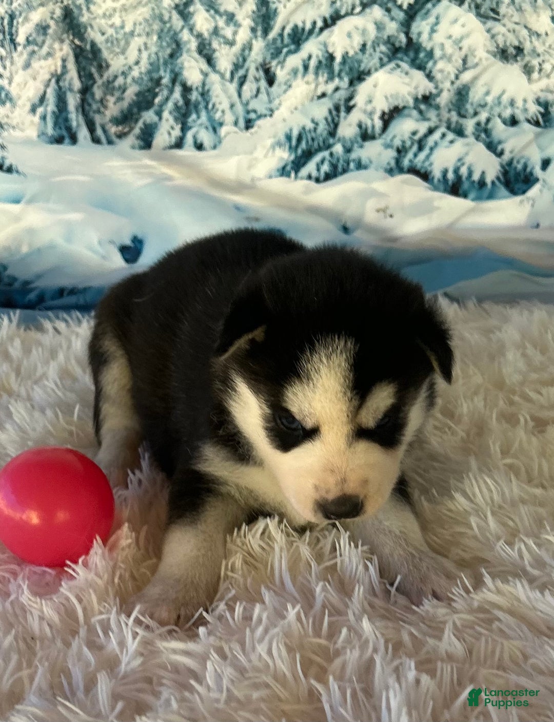 Siberian Husky dogs for sale: Radison - Ad 4