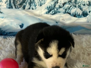 Siberian Husky dogs - Ad 36