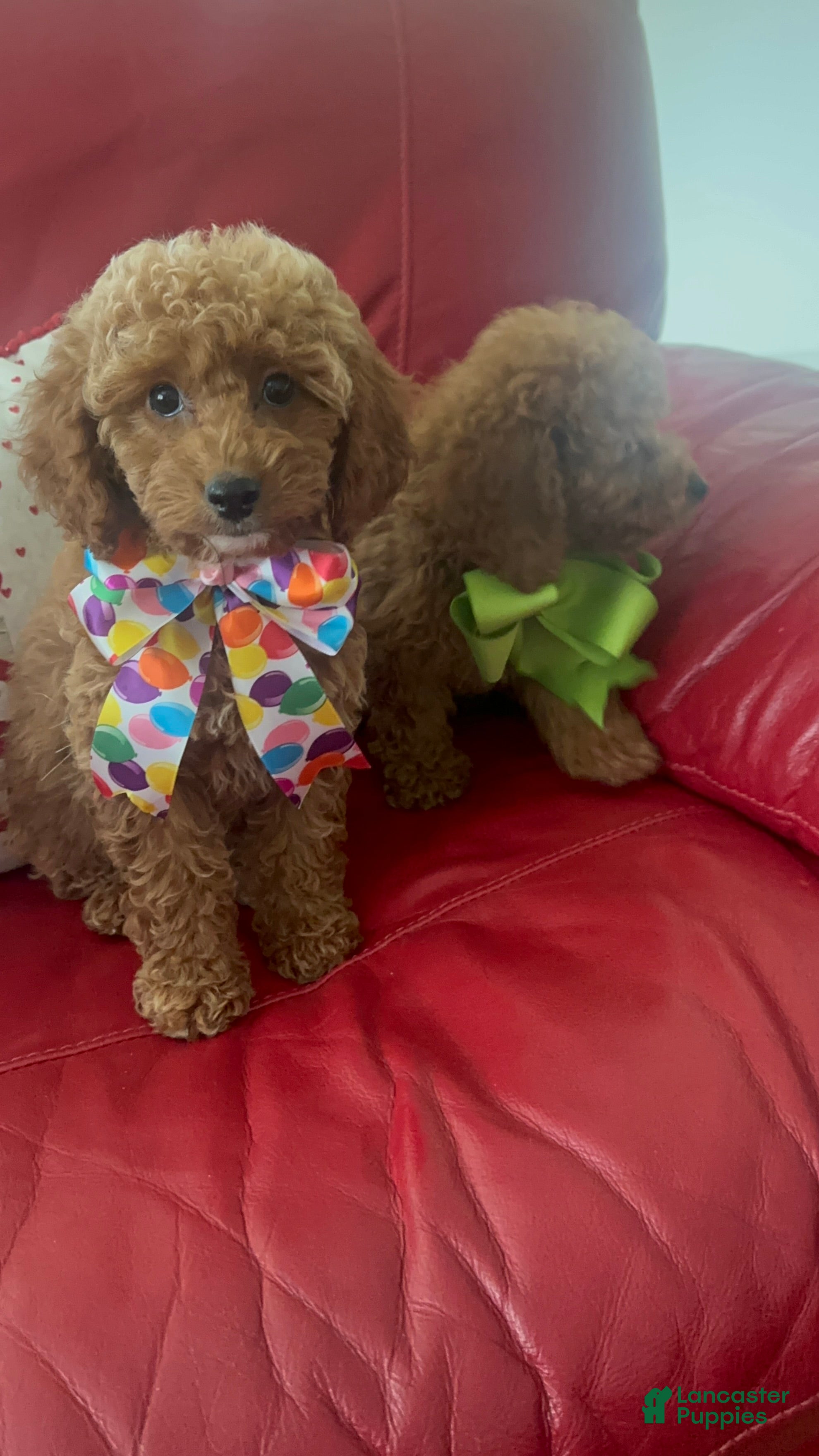 Miniature Poodle dogs Miniature Poodle 1 - Ad 13