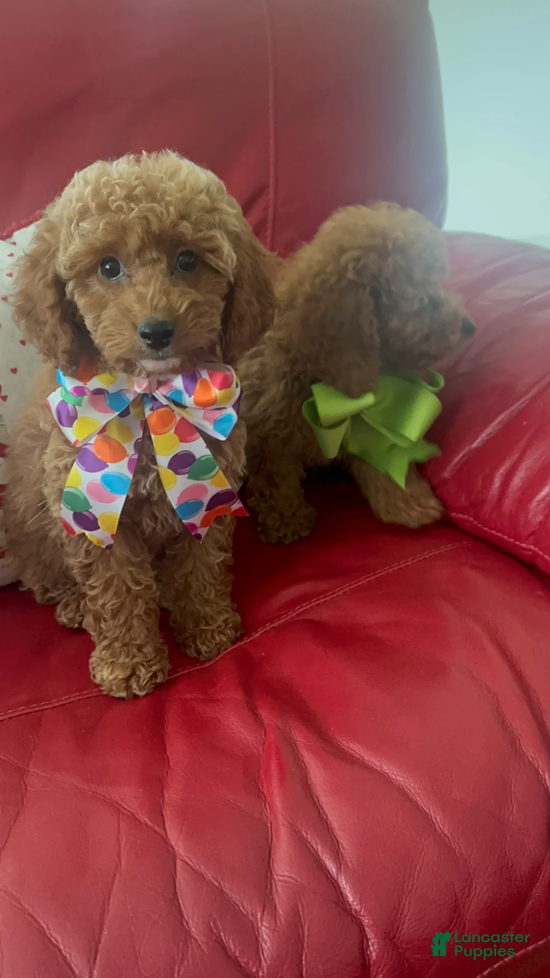 Miniature Poodle dogs for sale: Miniature Poodle 1 - Ad 1
