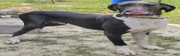 Great Dane dogs for sale: Scripple - Ad 6