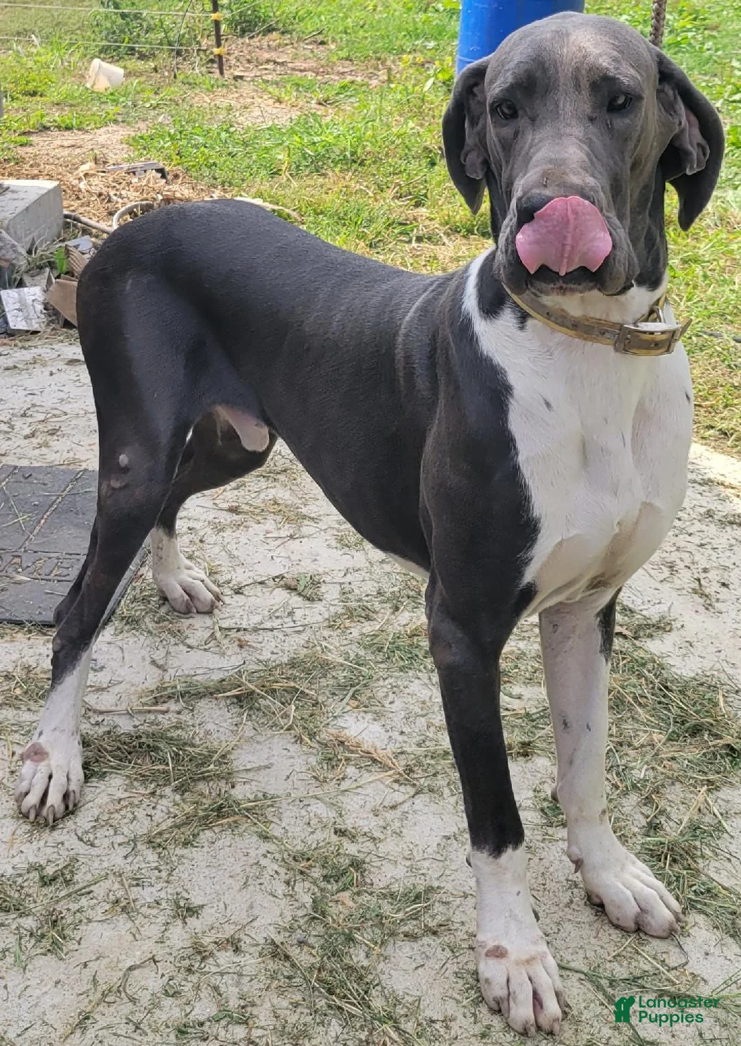 Great Dane dogs for sale: Scripple - Ad 6