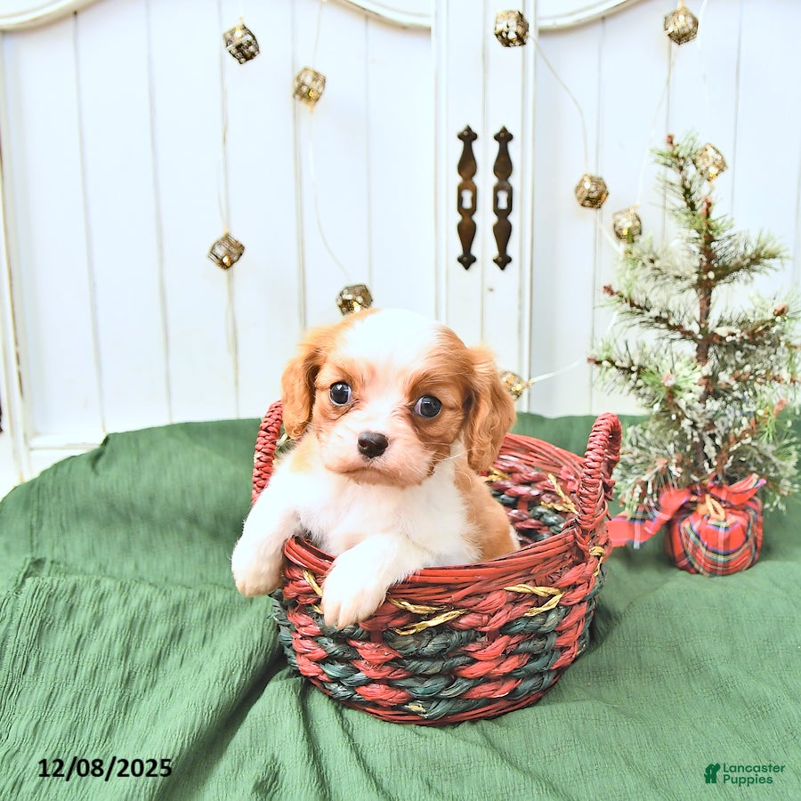 Cavalier King Charles Spaniel dogs Daisy - Ad 42