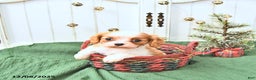 Cavalier King Charles Spaniel dogs for sale: Daisy - Ad 1