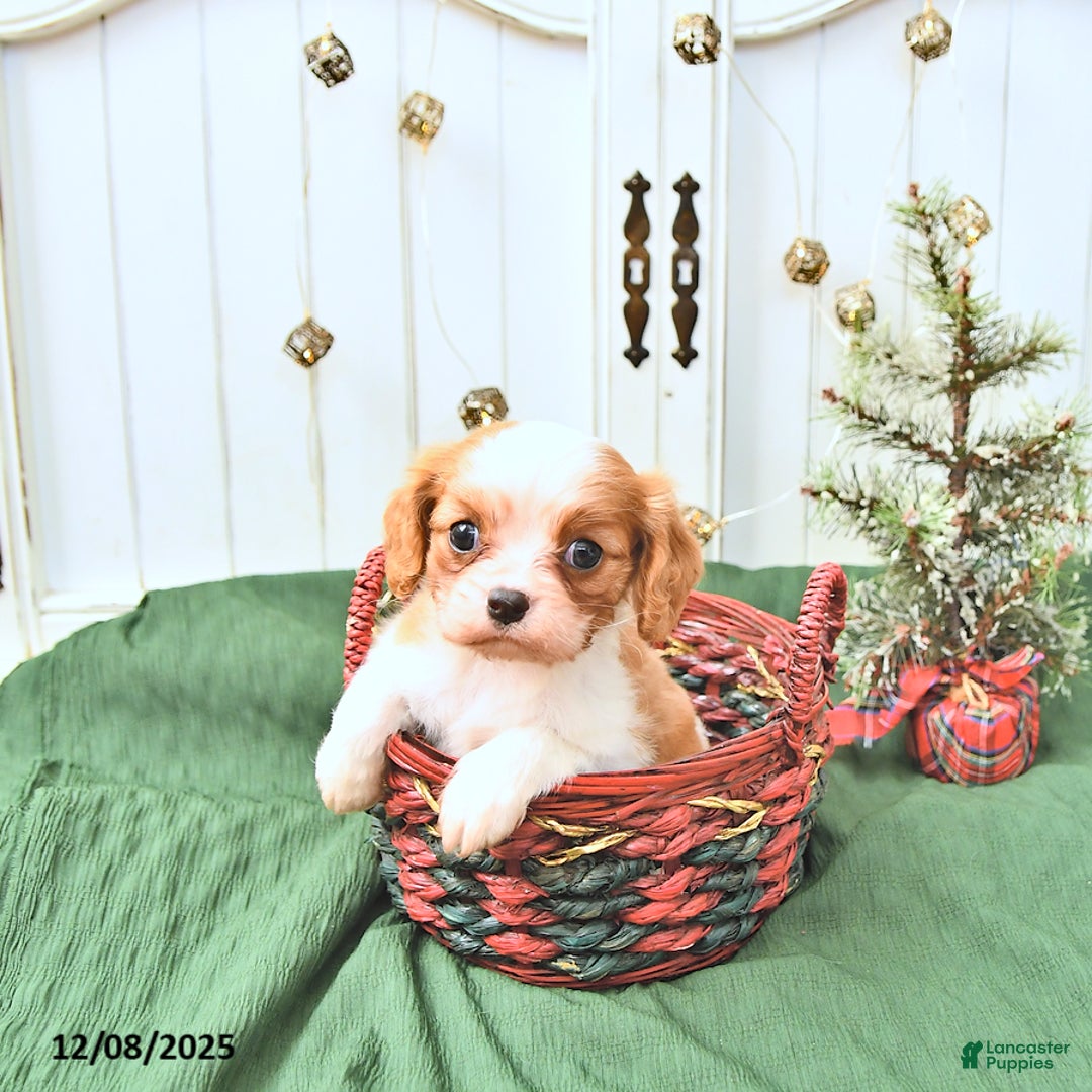 Cavalier King Charles Spaniel dogs for sale: Daisy - Ad 1