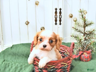 Cavalier King Charles Spaniel dogs Daisy - Ad 35