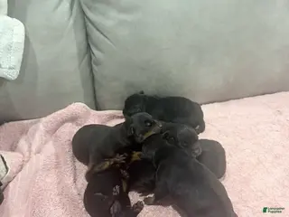 Rottweiler dogs for sale: Rottweiler Puppy 4 - Ad 3