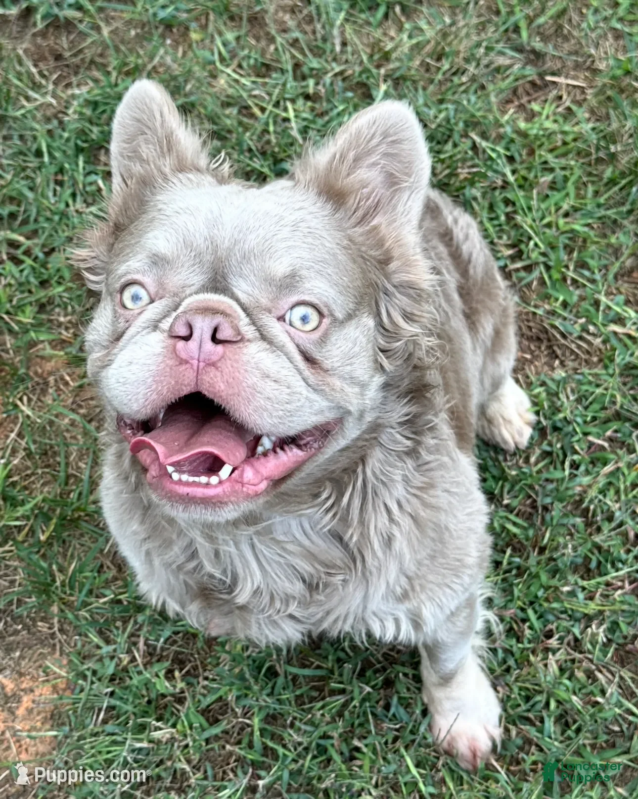 French Bulldog dogs New shade Isabella  - Ad 8