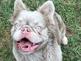 French Bulldog dogs New shade Isabella - Ad 25