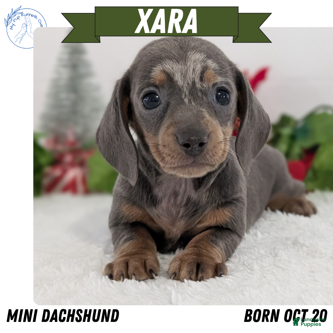 Miniature Dachshund dogs Xara - Ad 12