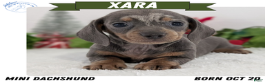 Xara