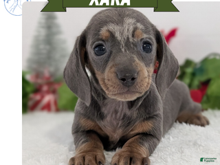Miniature Dachshund dogs Xara - Ad 2