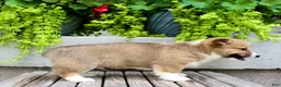 Welsh Corgi Pembroke dogs for sale: Ranger - Ad 7