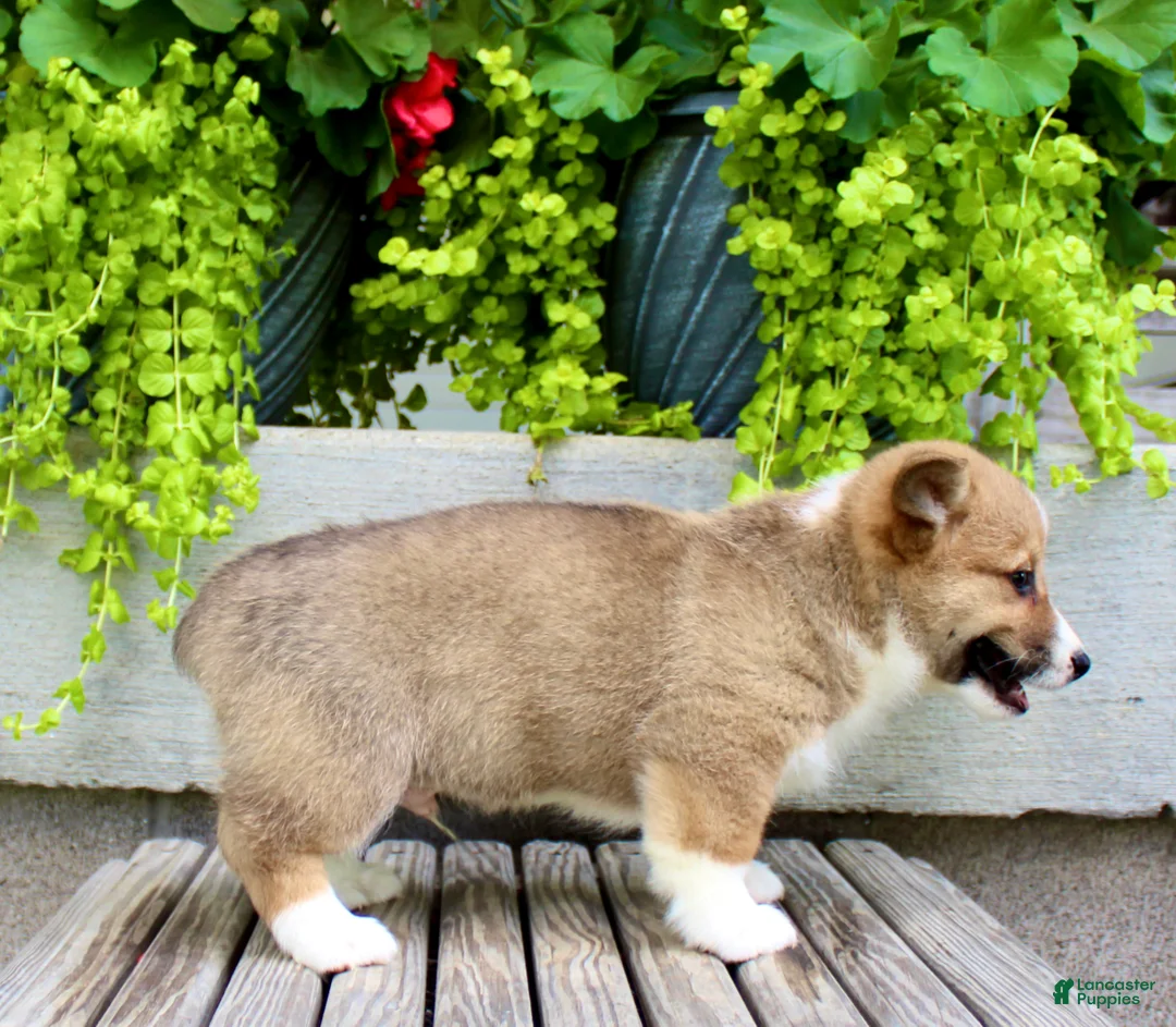 Welsh Corgi Pembroke dogs for sale: Ranger - Ad 7