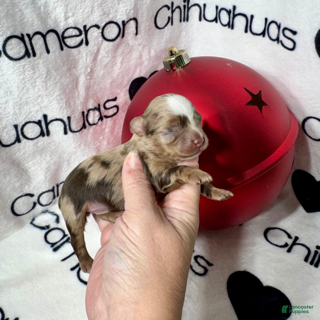 Chihuahua dogs for sale: Super Tiny Phoenix LC - Ad 2