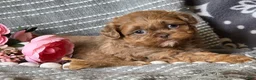 Shihpoo dogs for sale: Benny - Ad 4
