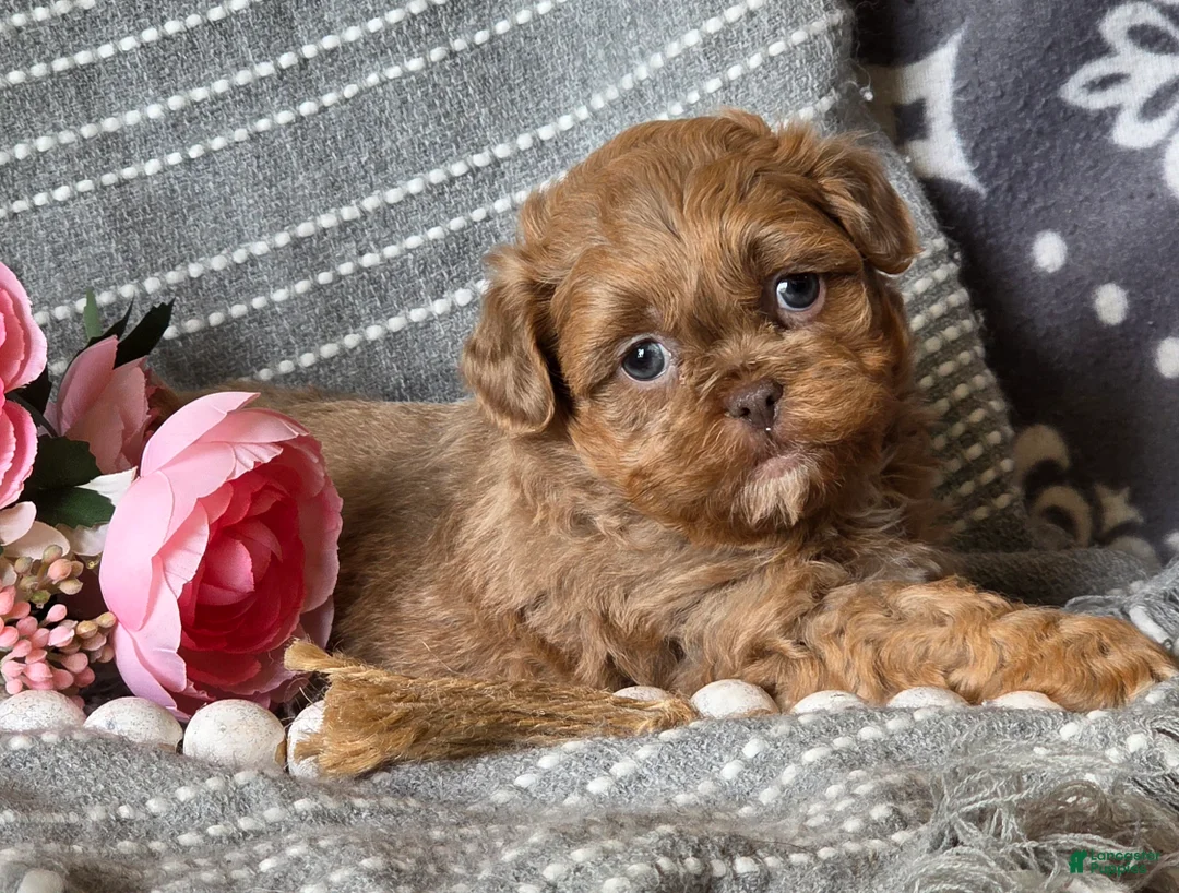 Shihpoo dogs for sale: Benny - Ad 4