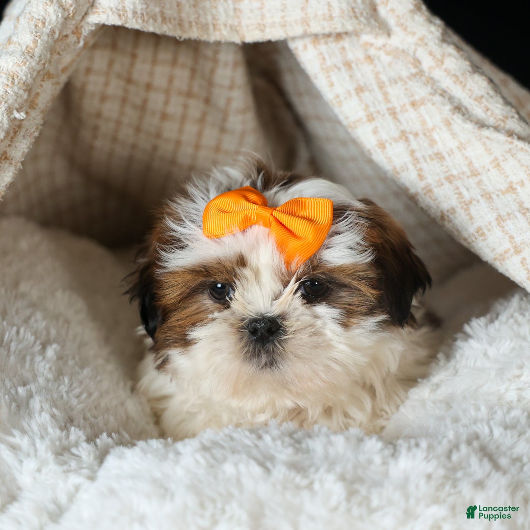 Shih Tzu dogs for sale: RANDY - Ad 6
