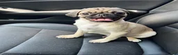 Pug dogs for sale: Romini - Ad 17