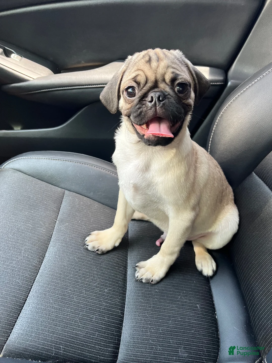 Pug dogs for sale: Romini - Ad 17