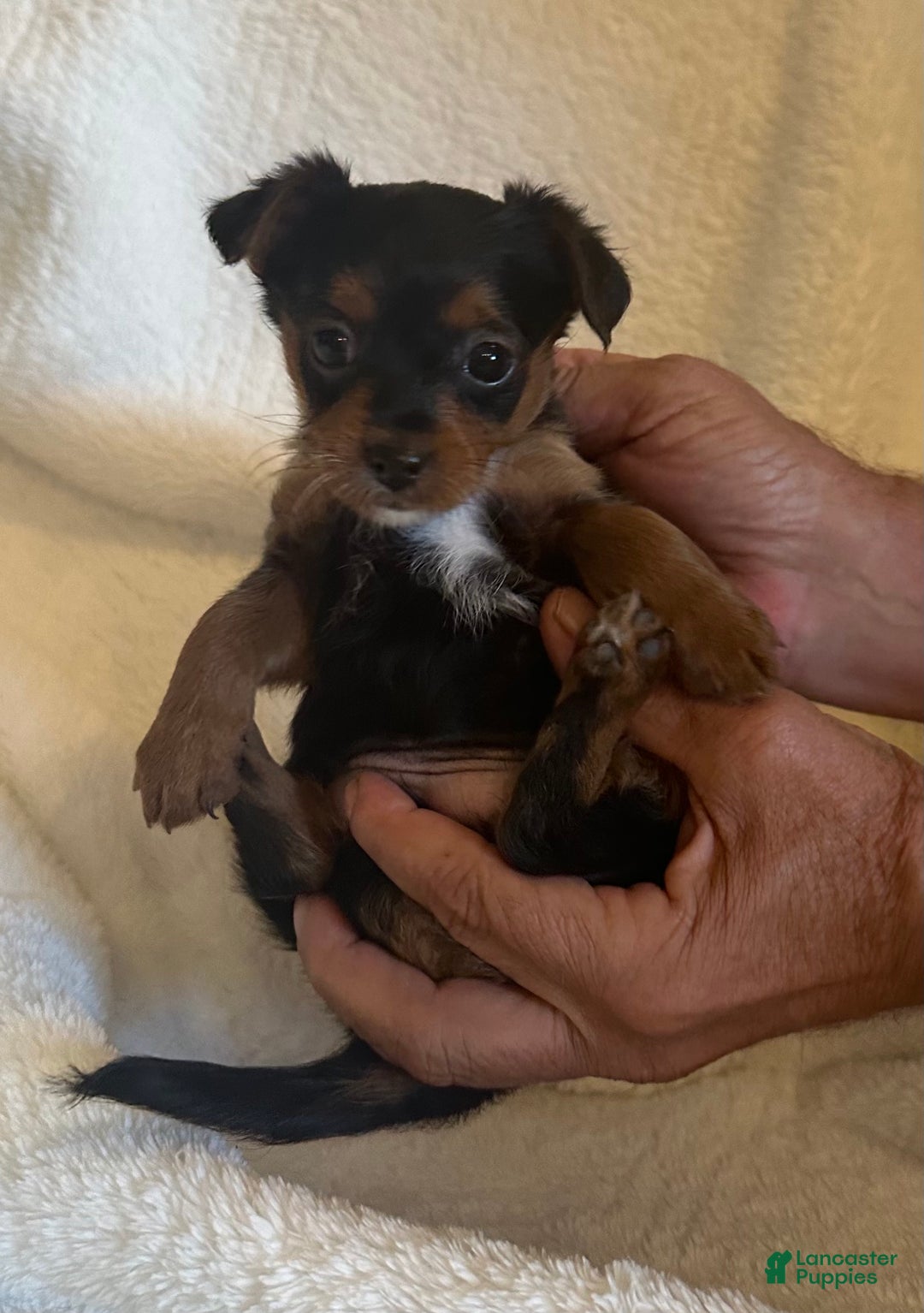 Mixed Breed dogs for sale: Mixed Breed Puppy 2 - Ad 4