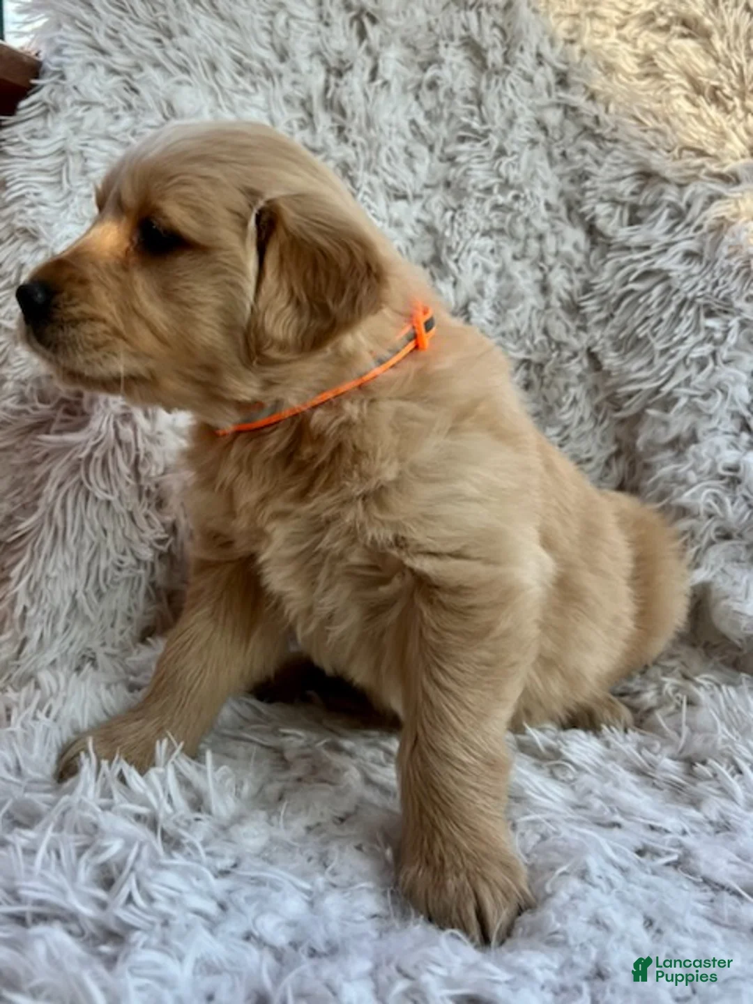 Golden Retriever dogs for sale: Lola - Ad 5
