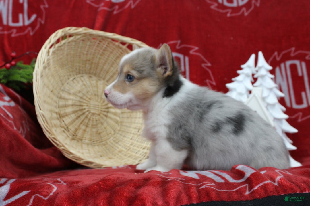 Welsh Corgi Pembroke dogs for sale: Bruno - Ad 6