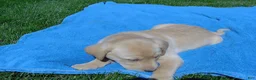 Labrador Retriever dogs for sale: Barney - Ad 4