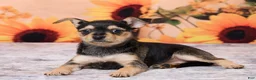 Chihuahua dogs for sale: Sally - Ad 5