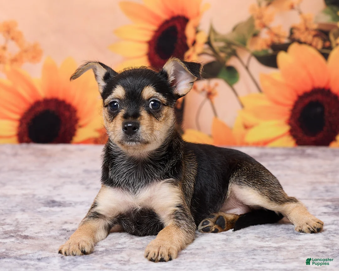 Chihuahua dogs for sale: Sally - Ad 5