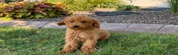 Cockapoo dogs for sale: Terry - Ad 12